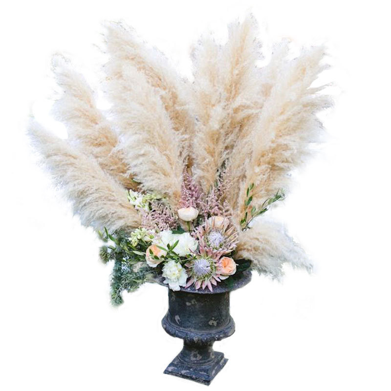 PAMPAS Seeds Are Cold-resistant For Many Years Ornamental Grasses - Image 2
