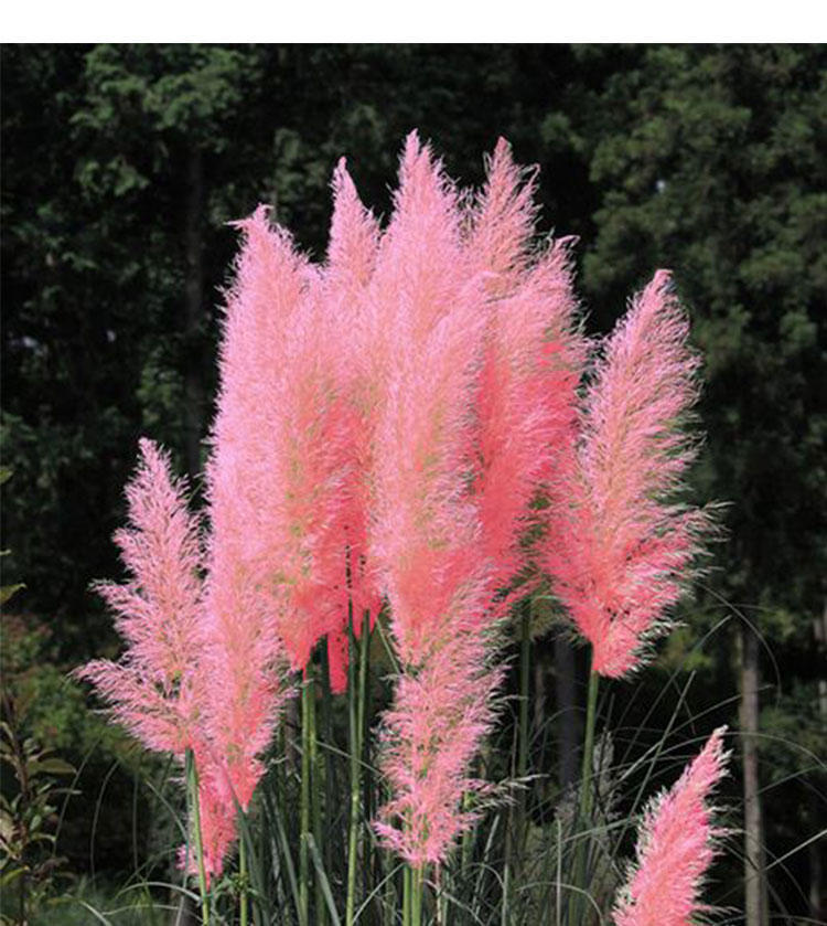PAMPAS Seeds Are Cold-resistant For Many Years Ornamental Grasses - Image 8