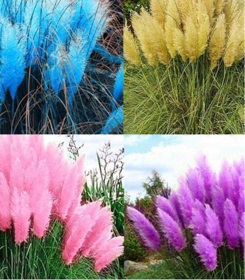 PAMPAS Seeds Are Cold-resistant For Many Years Ornamental Grasses - Image 7