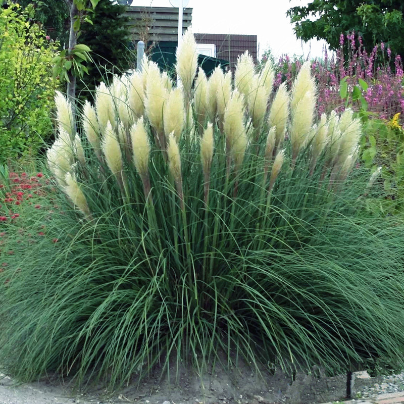 PAMPAS Seeds Are Cold-resistant For Many Years Ornamental Grasses - Image 10
