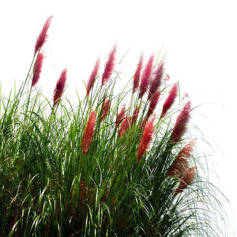 PAMPAS Seeds Are Cold-resistant For Many Years Ornamental Grasses - Image 4