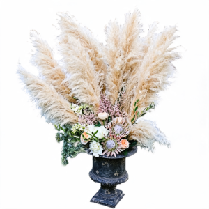 PAMPAS Seeds Are Cold-resistant For Many Years Ornamental Grasses