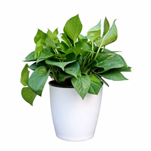 Strongwell Nordic Hydroponics Flower Pot Fairy Garden