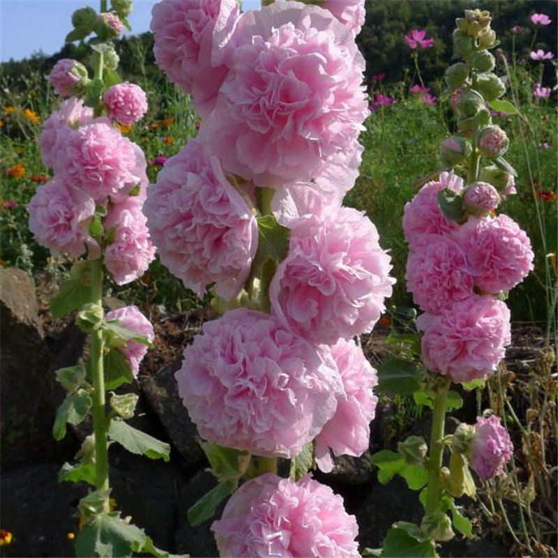 Double Petal Large Flower Seeds Of Mallow - Image 10