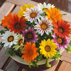 Imported Gazania Rigens Seeds Spring Easy To Plant