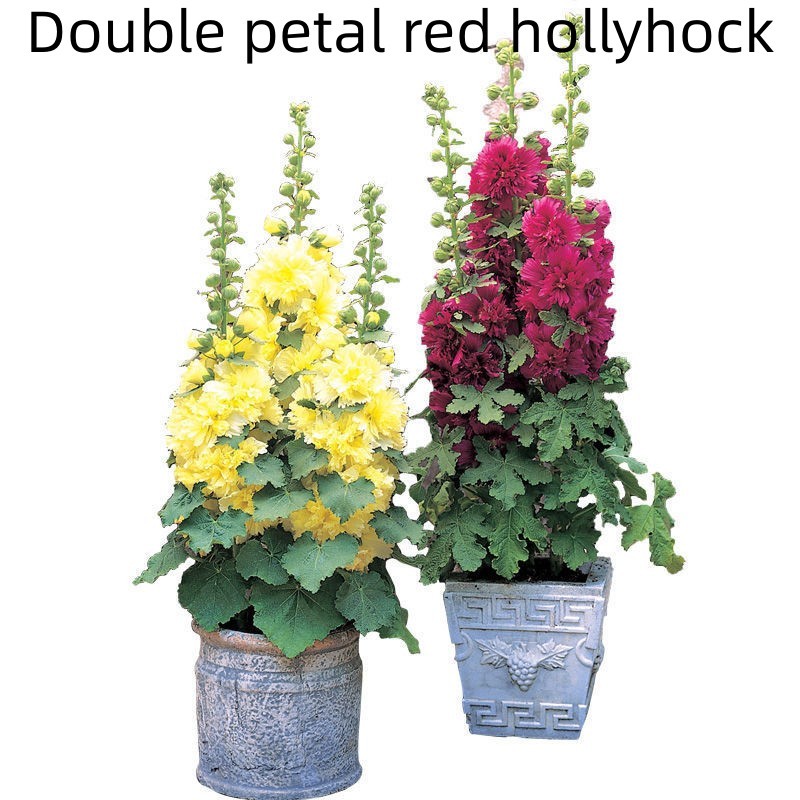 Double Petal Large Flower Seeds Of Mallow - Image 3