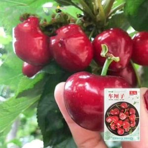 Cherry Tree Seeds