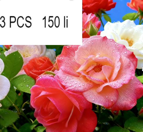 Rose Seeds - Image 2