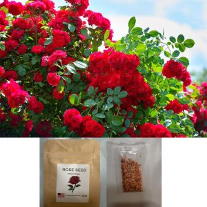 Red Rose Seeds