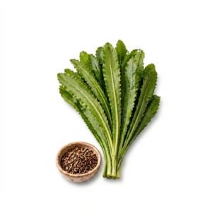 308 Pack Culantro (Recao) Seeds