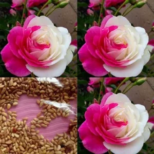 Rose Seeds