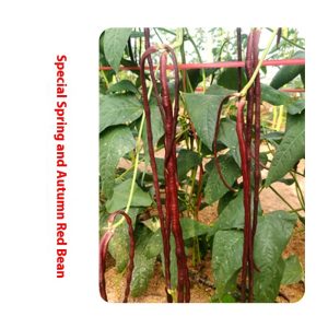 four seasons vegetable seeds
