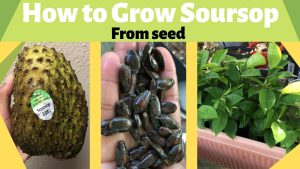 How to Grow Soursoup seeds
