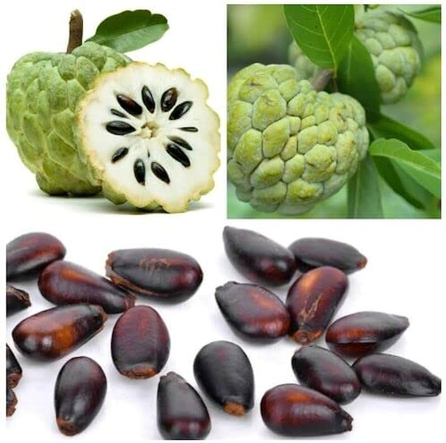 Guanabana Seeds